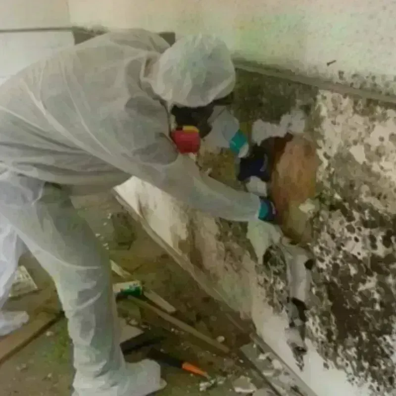 Mold Remediation and Removal in Campton, KY